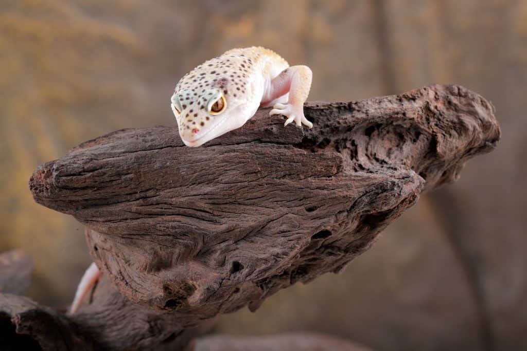 Leopard gecko resting in log