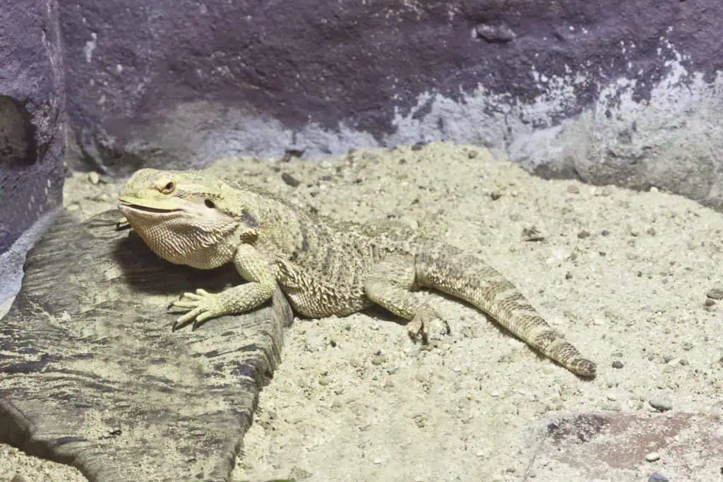 bearded dragon relaxed in terrarium