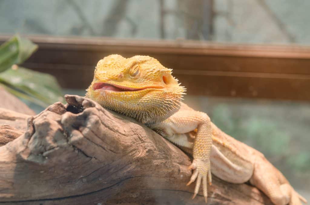 bearded dragon resting on a log