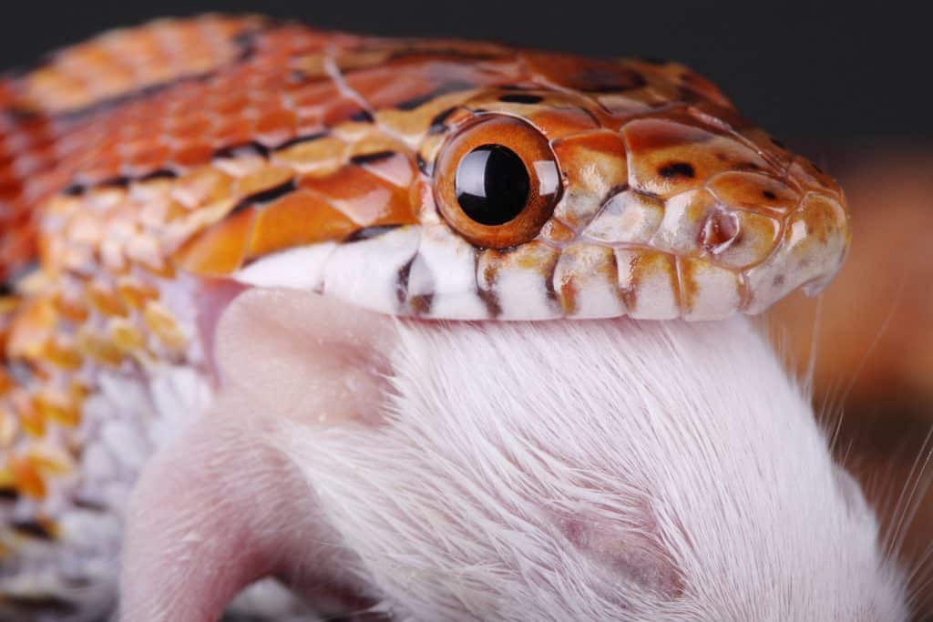 How Much Does a Corn Snake Cost? (Habitat & Food Included)