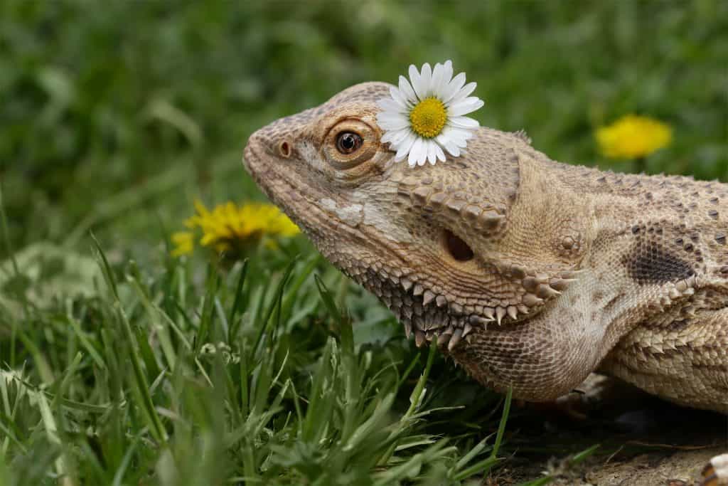 15 Safe Plants for Bearded Dragons Enclosure (And What To Avoid)