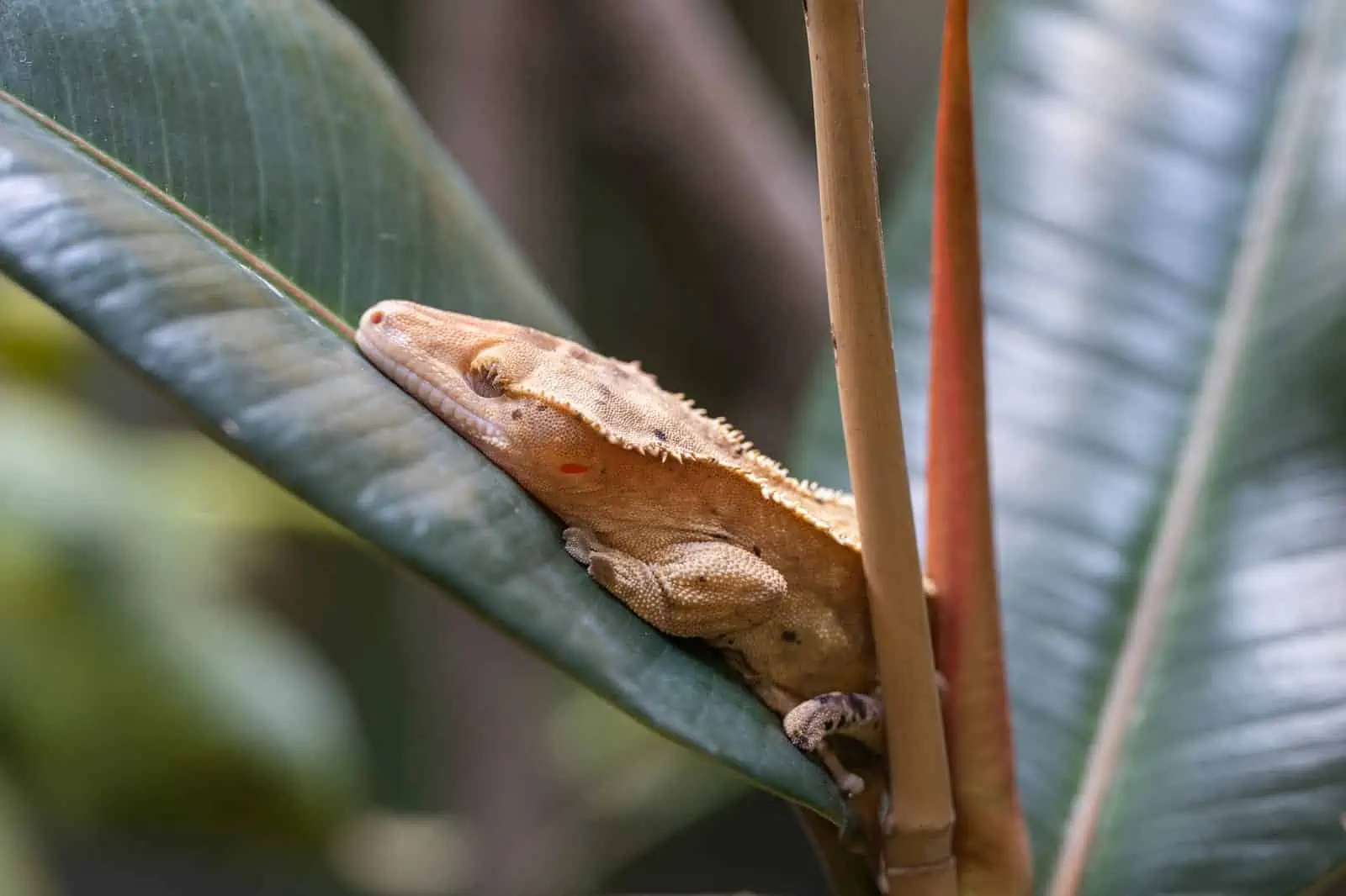 10 Best Safe Plants For Crested Geckos