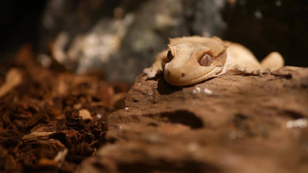 Closeup cute crested gecko lying and resting on rough stone in warm terrarium