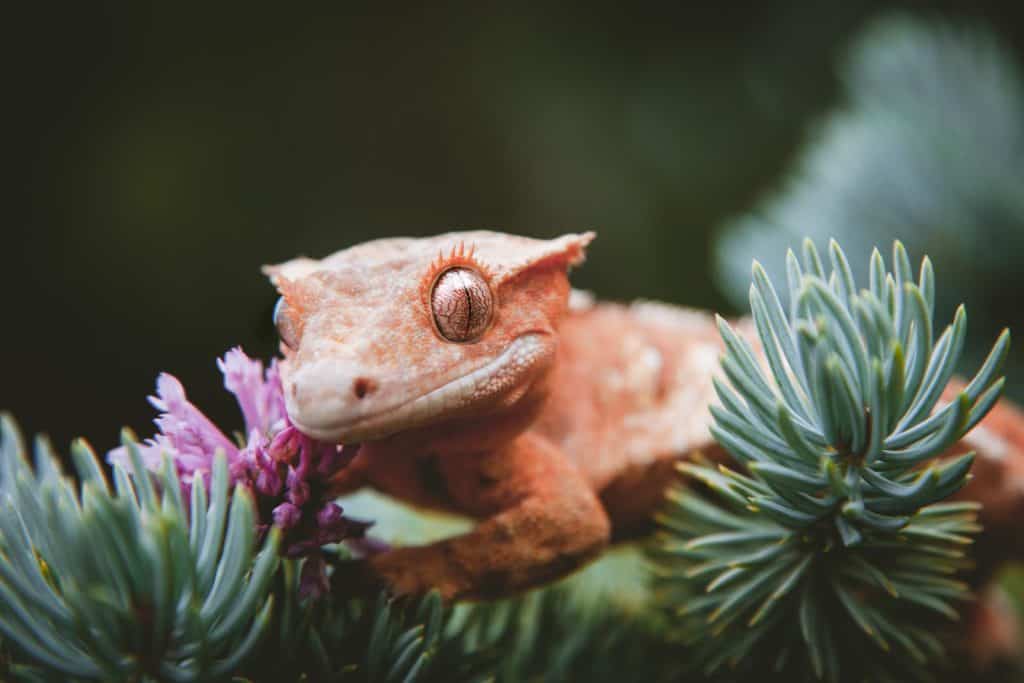 crested gecko on tree with flowers