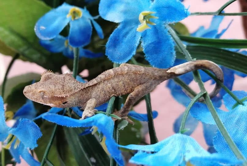 Crested Gecko Morphs and The Ultimate Guide