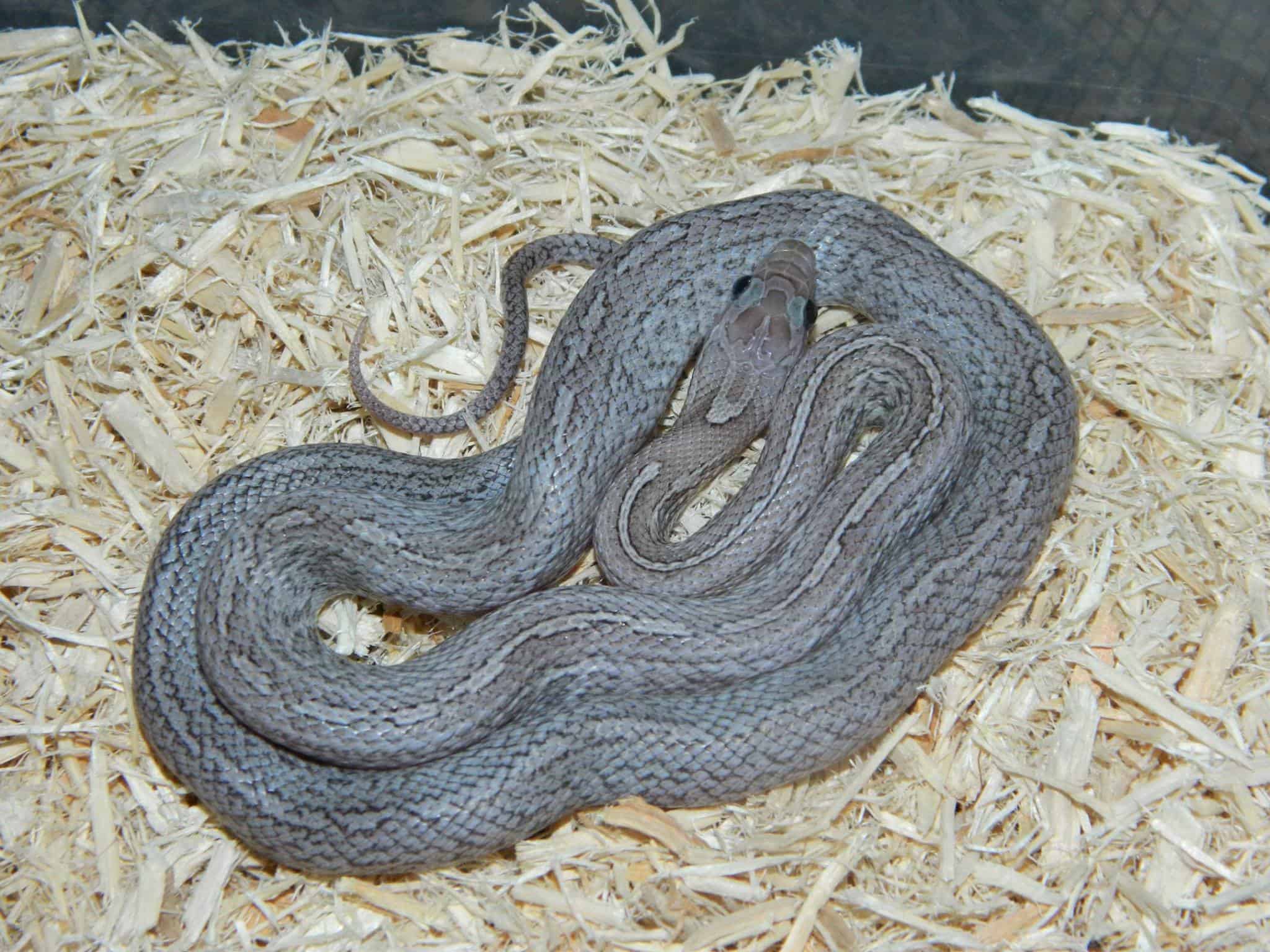 Corn Snake Morphs and The Ultimate Guide