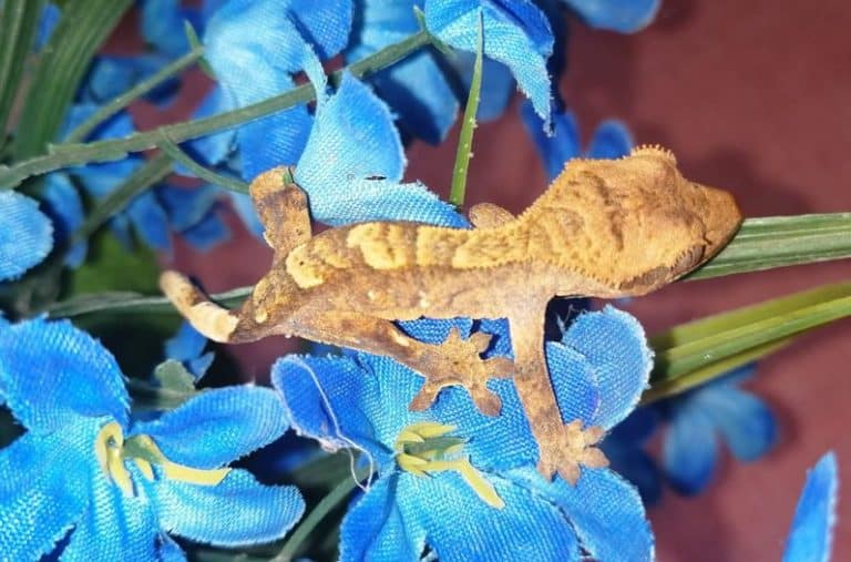 Crested Gecko Morphs and The Ultimate Guide
