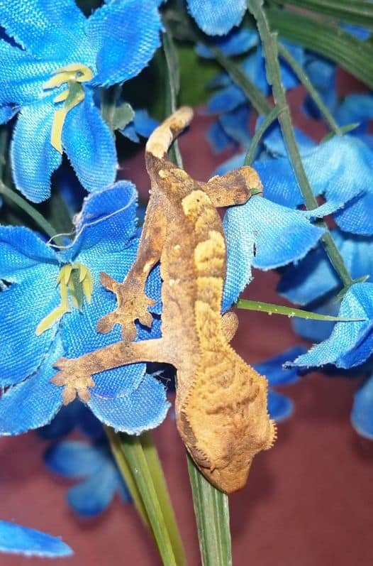 Crested Gecko Morphs and The Ultimate Guide