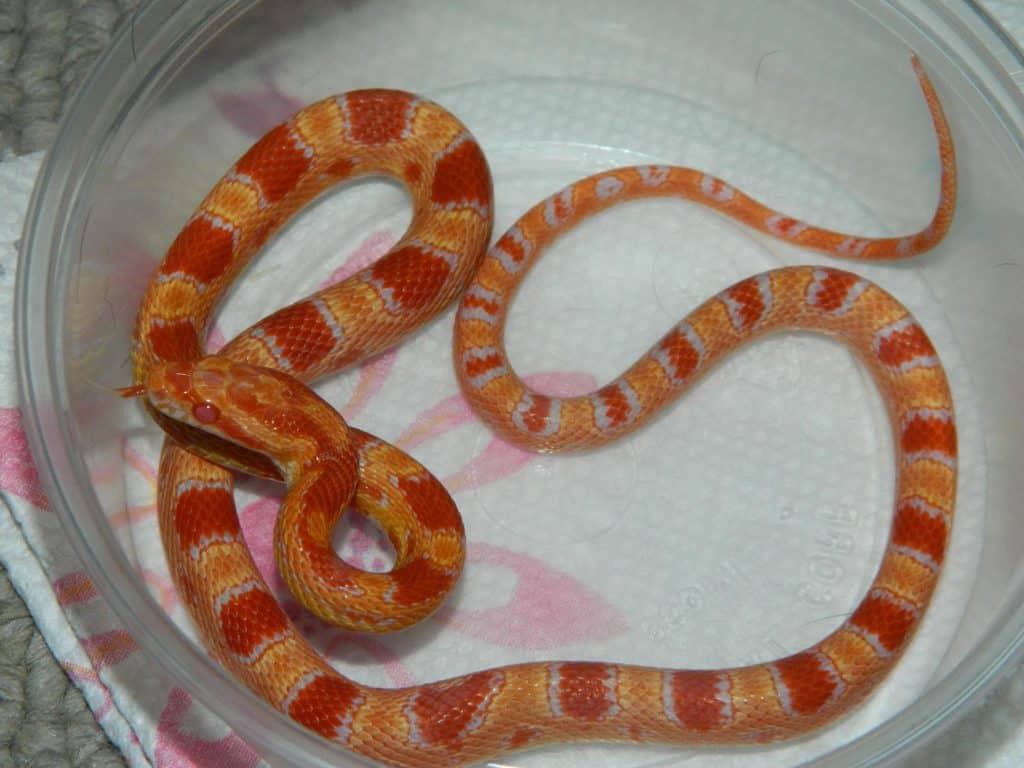 Corn Snake Morphs and The Ultimate Guide