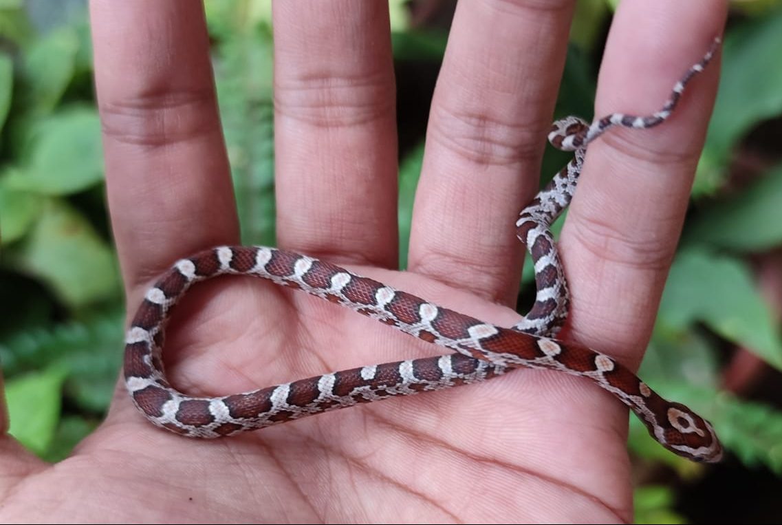 Are Corn Snakes Good Pets? Understanding the Basics