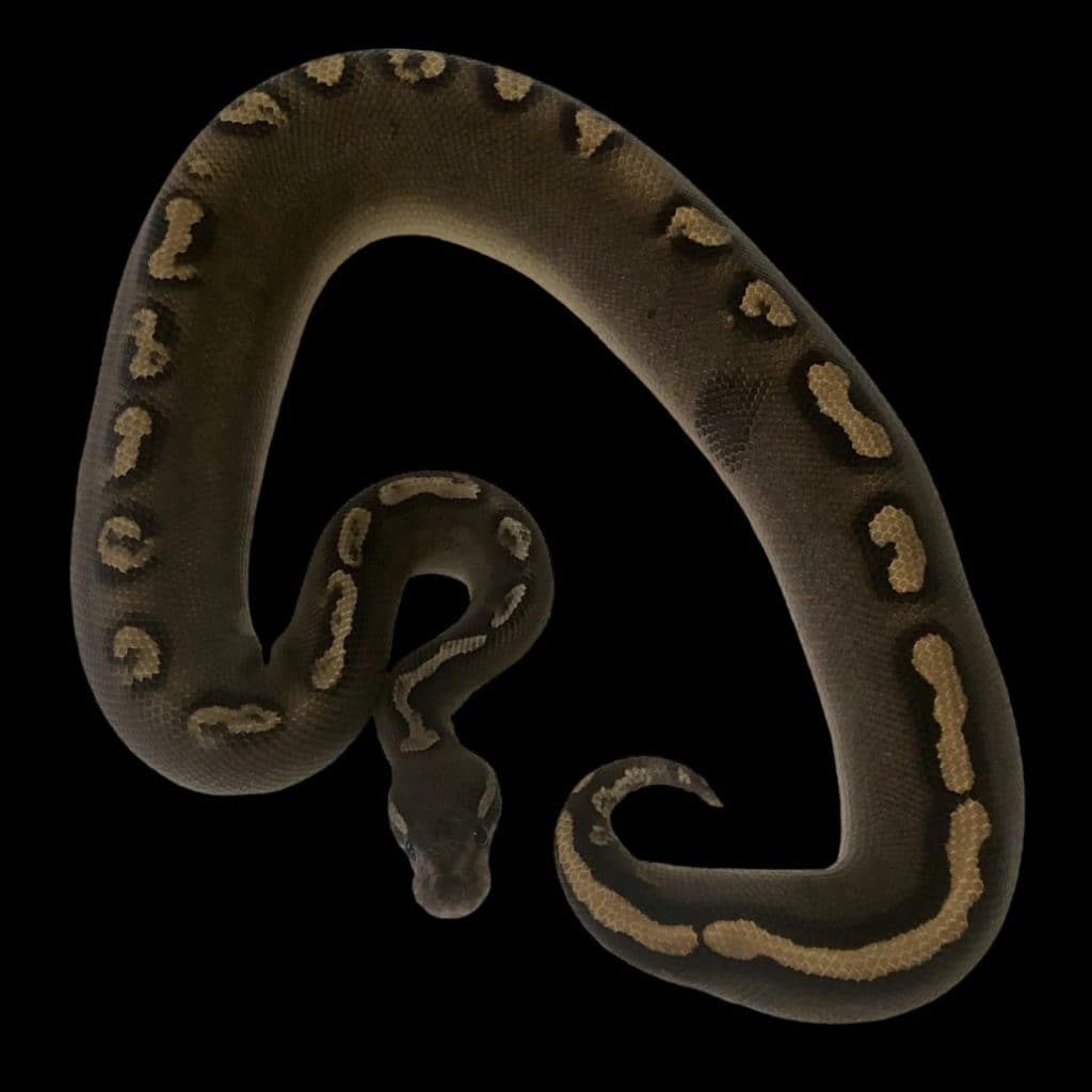 a GHI Ball Python