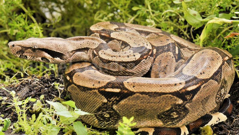 a Boa constrictor on the grass