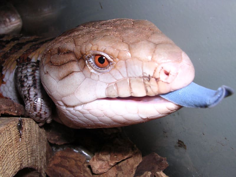 Blue tongued skink close up