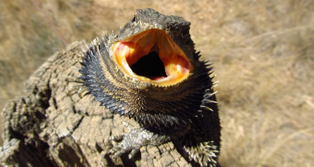 Bearded Dragon mouth open and turning black