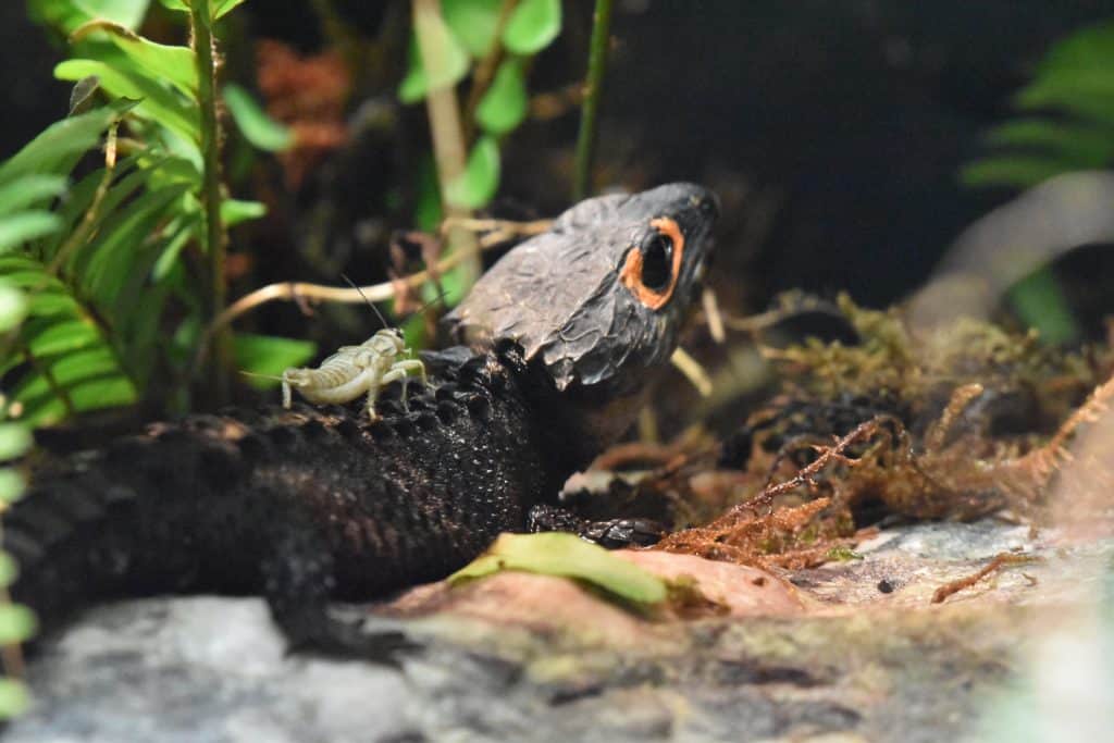 Red-Eyed Crocodile Skink