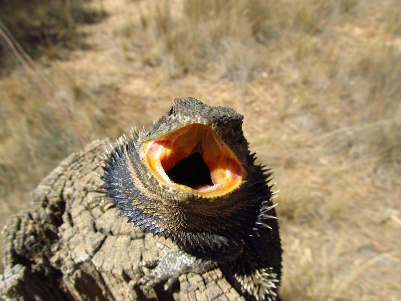 Eastern Bearded Dragon (Pogona_barbata)