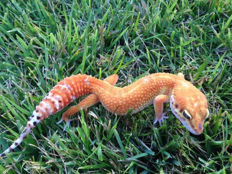 leopard gecko in grass